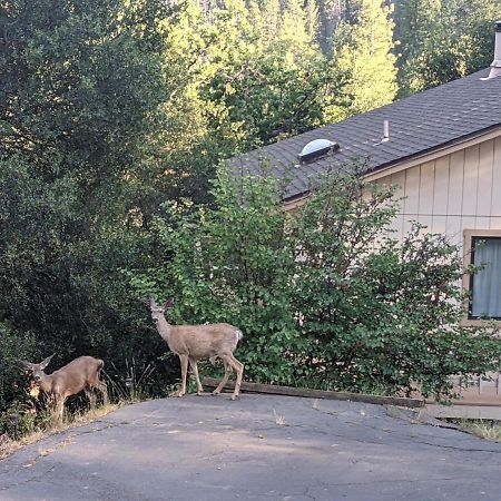 Yosemite Haven @ Pine Mountain Lake. Dog Friendly! Groveland Eksteriør bilde